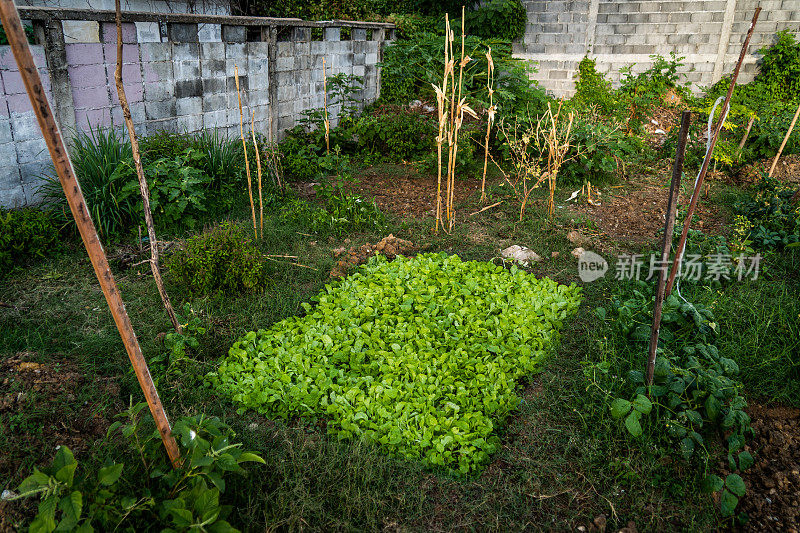 在菜园中种植有机绿叶蔬菜