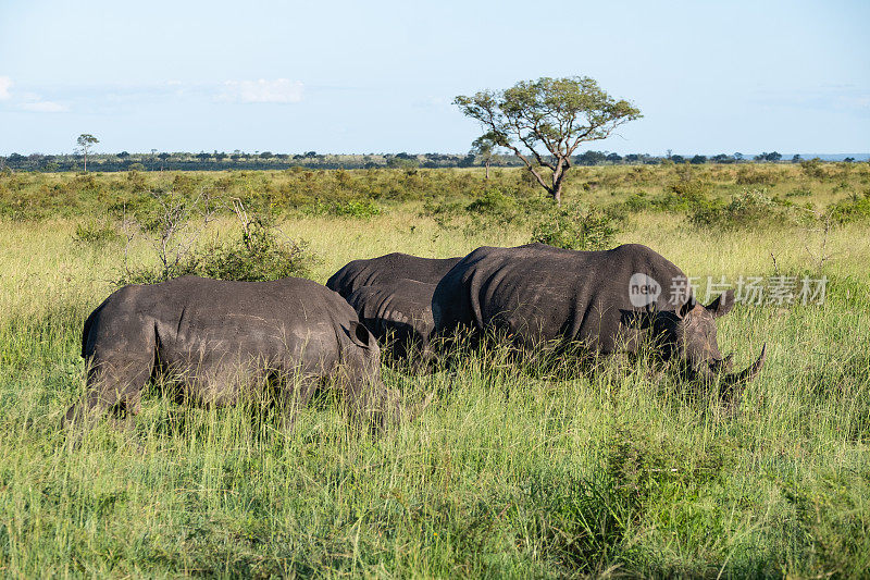 犀牛在野生动物园的草地上吃草