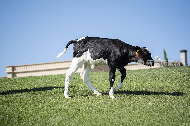 小牛在草地上奔跑，荷斯坦奶牛
