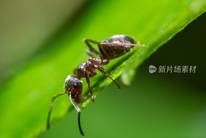 蚂蚁在绿叶上的特写镜头