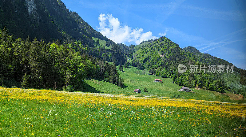 从瑞士格鲁耶尔区和弗里堡州附近的草地和山区农场的春天的花朵火车