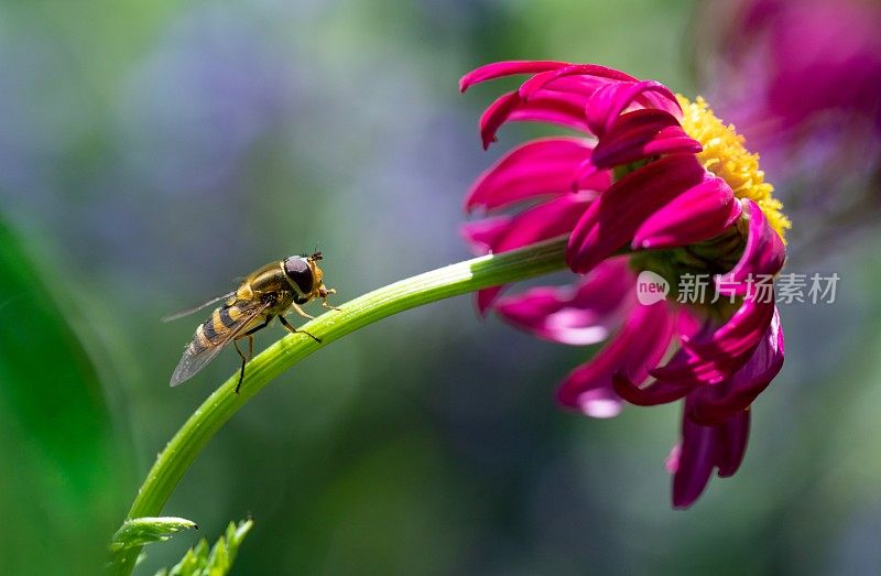 食蚜蝇