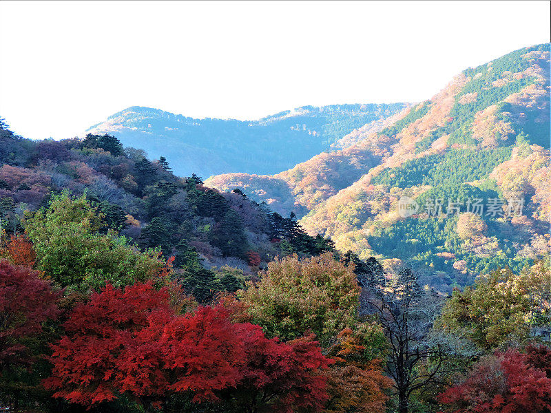 11月。日本山上的秋天。