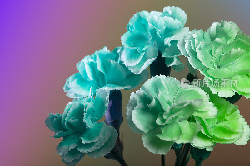 霓虹薄荷绿色调大丽花，顶部的看法墙纸背景。抽象时髦霓虹蓝绿花卉背景，复制空间