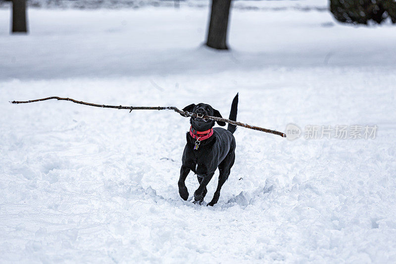 拿着一根很长的棍子在雪地里奔跑的拉布拉多寻回犬