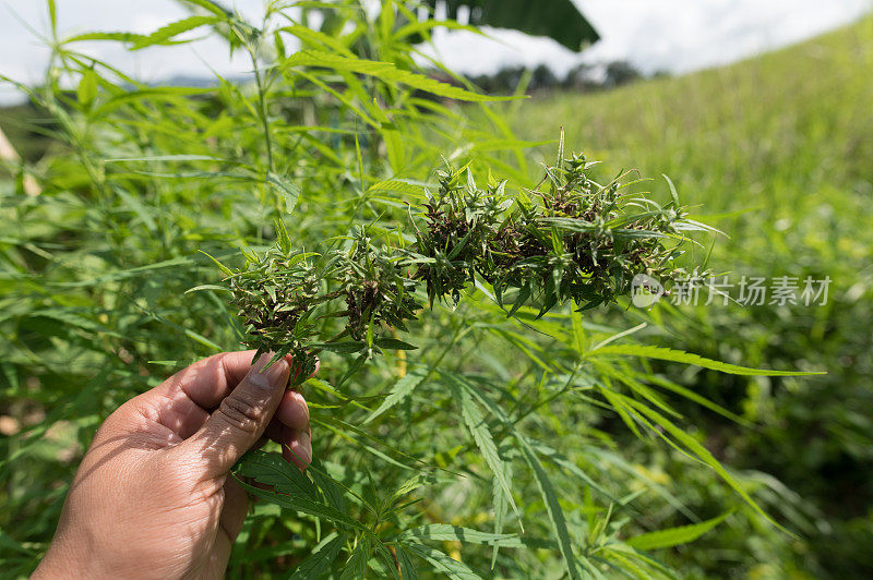 大麻植物的特写