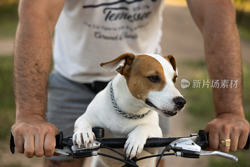 一个陌生人骑在自行车上他的狗叫杰克·拉塞尔