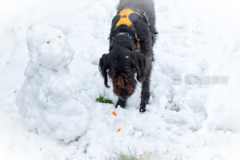 猎狗在吃雪狗的胡萝卜鼻子