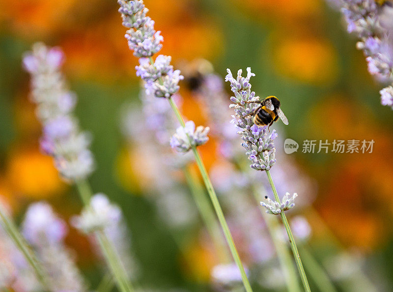 蜜蜂为薰衣草花授粉的特写