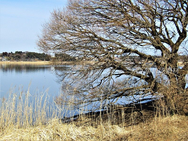 日本。2月。湖边有棵老树。