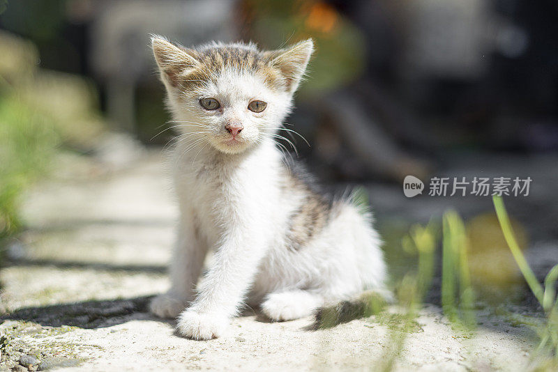 虎斑小猫的正面视图。一只疯狂而惊讶的小猫正用它的大眼睛看着镜头。猫的肖像。