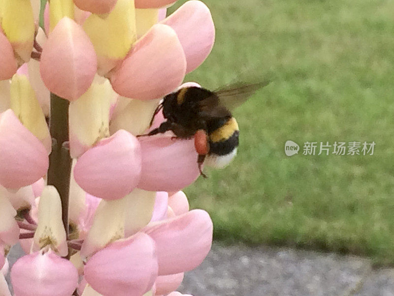 昆虫爬行动物