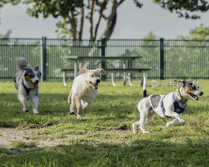 澳大利亚牧羊犬、拉布拉多幼犬和梗犬相互追逐。
