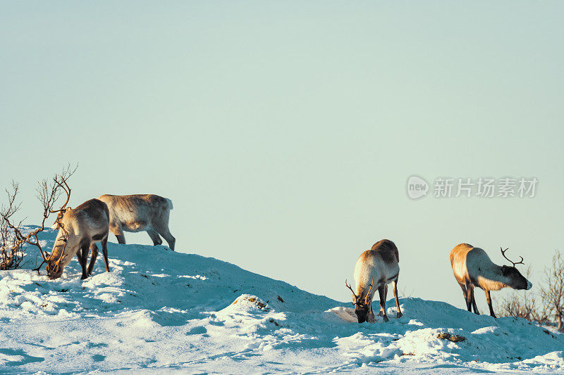 冬季，挪威北部的驯鹿在雪地里吃草