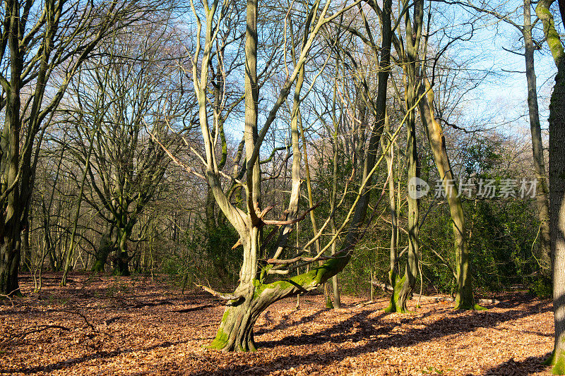 英国森林里的多节树