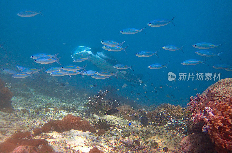 鱼和蝠鲼游泳