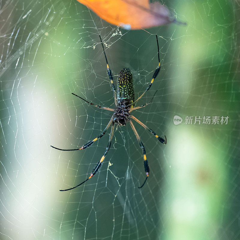 金色丝蜘蛛，哥斯达黎加的蜘蛛