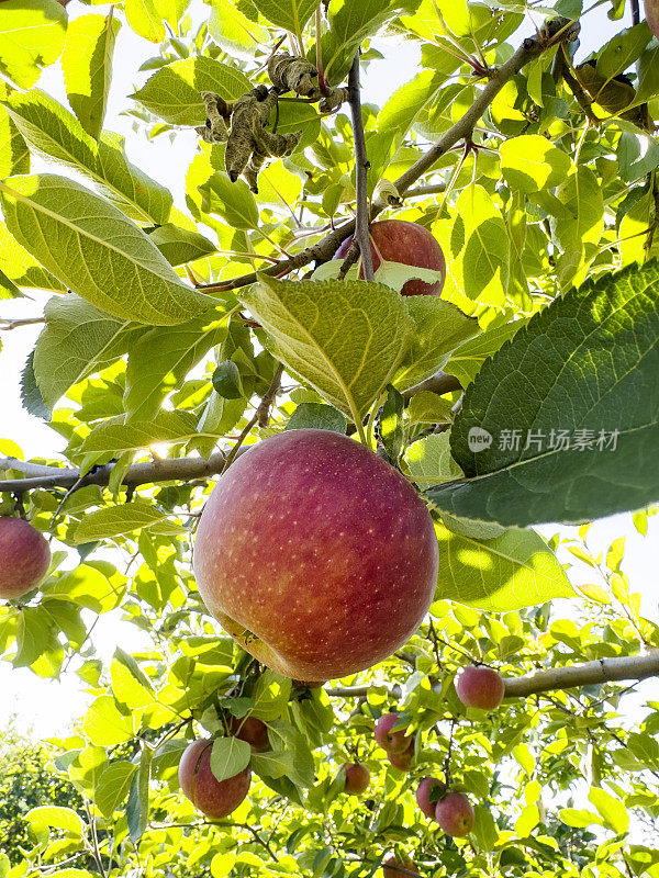 果园里苹果树上的苹果