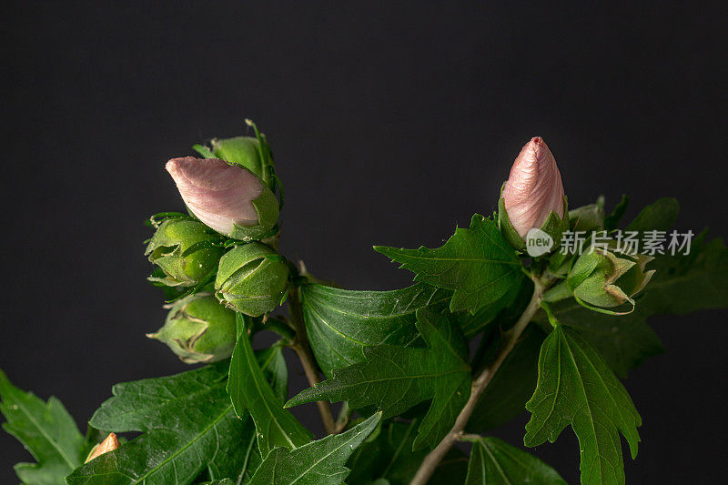 一张芙蓉花在黑色背景上绽放和生长的照片。百合花盛开，芙蓉花蕾绽放。