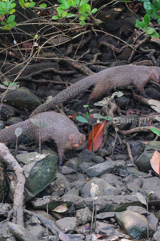 两只猫鼬(猫鹅)在岩石河岸和灌木丛、石头、树枝和根上觅食的图像，重点在前景