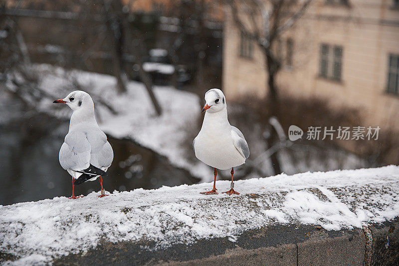 在冬日的城市风景中，两只海鸥在城墙上