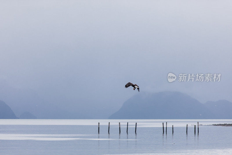 秃鹰飞过海洋