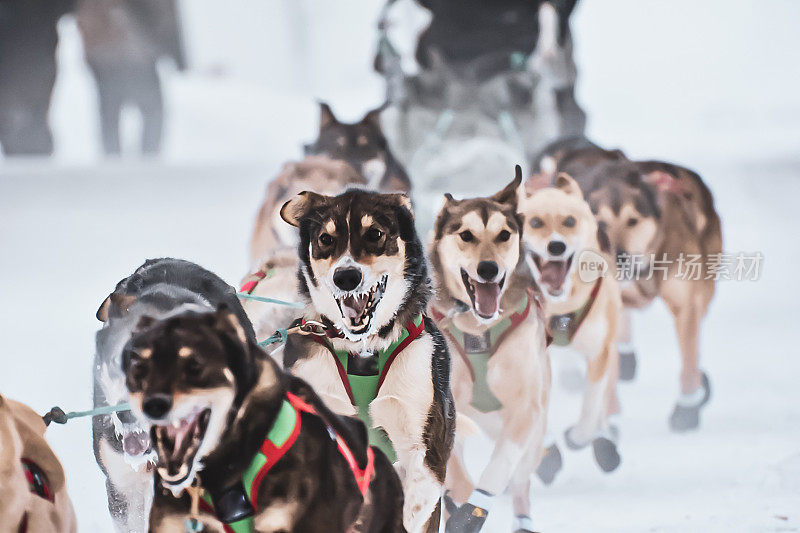 阿拉斯加的狗拉雪橇