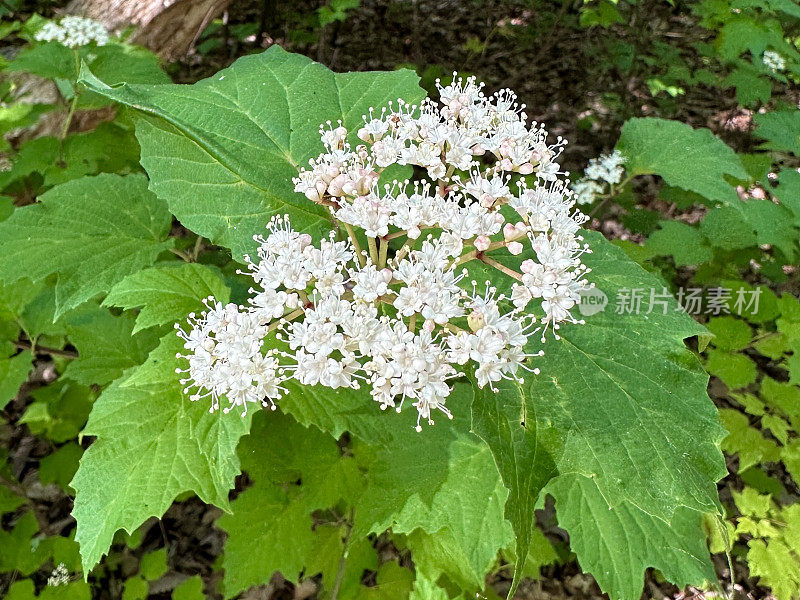 荚莲属的植物