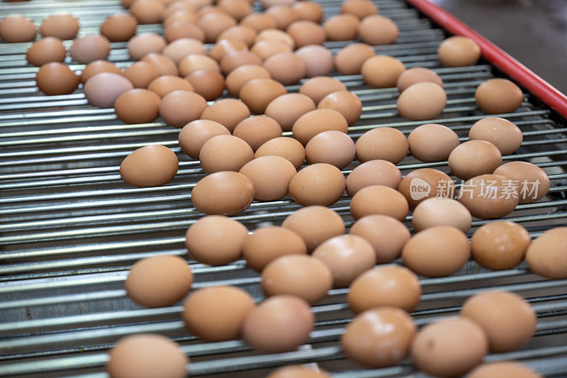 现代智能农用鸡蛋自动化传送带