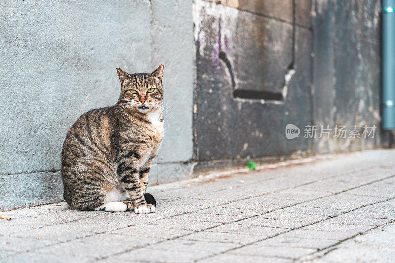 流浪猫坐在马路上的肖像