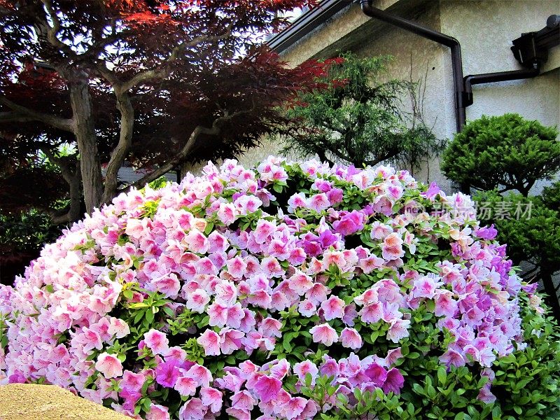 四月底。杜鹃花在日本城市的街道上盛开。