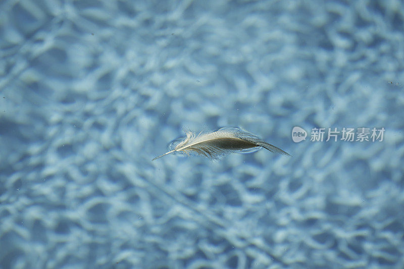 羽毛漂浮在游泳池里