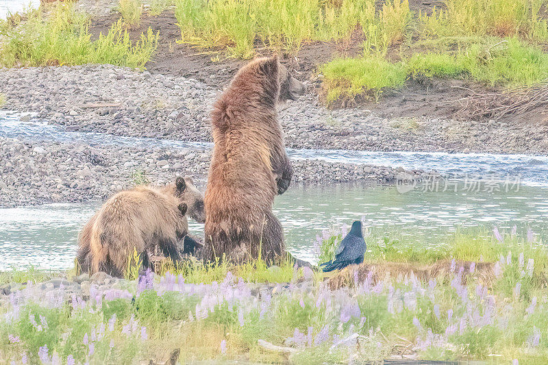 北美美国西部黄石生态系统的拉马尔河上，灰熊和幼崽站在一起