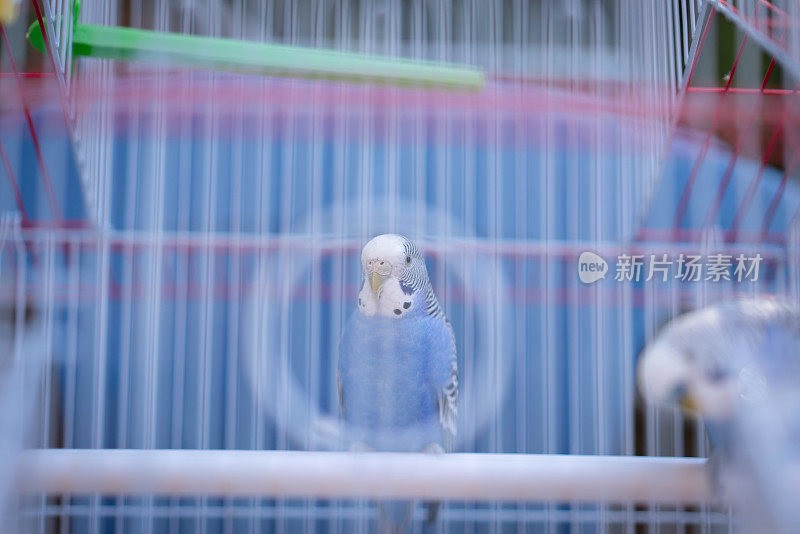 两只蓝虎皮鹦鹉正在整理羽毛