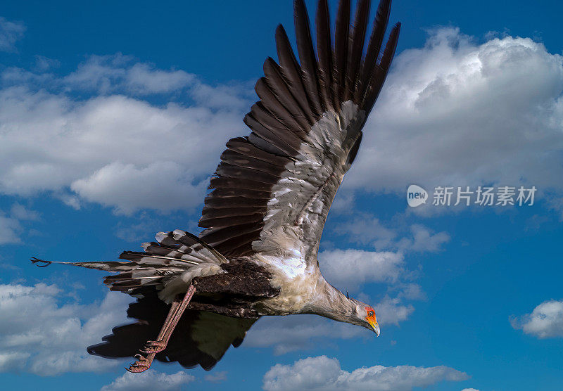 飞行秘书鸟在野生动物