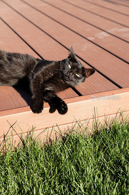 躺在木露台上晒太阳的黑猫