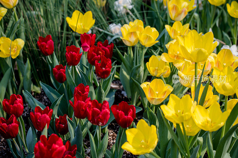 对比色:春天的纯红色和黄色郁金香