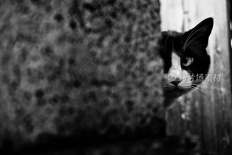 猫在石柱上偷窥