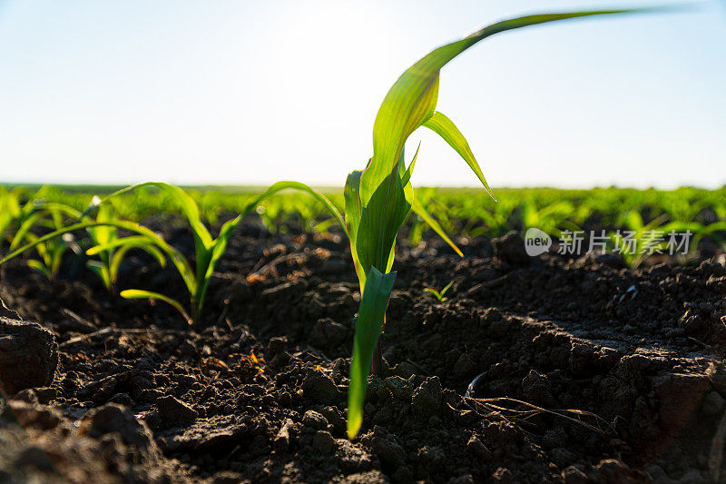 近距离播种玉米植株。绿色的玉米幼苗从土壤中生长出来。背光下的玉米幼苗。夕阳下年轻的玉米地。美丽的植物生长背景。软焦点