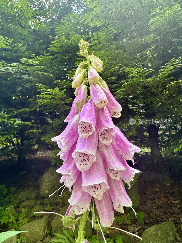 开花毛地黄:洋地黄