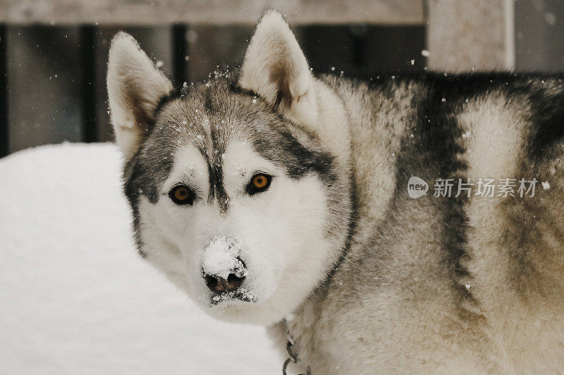 雪中的哈士奇