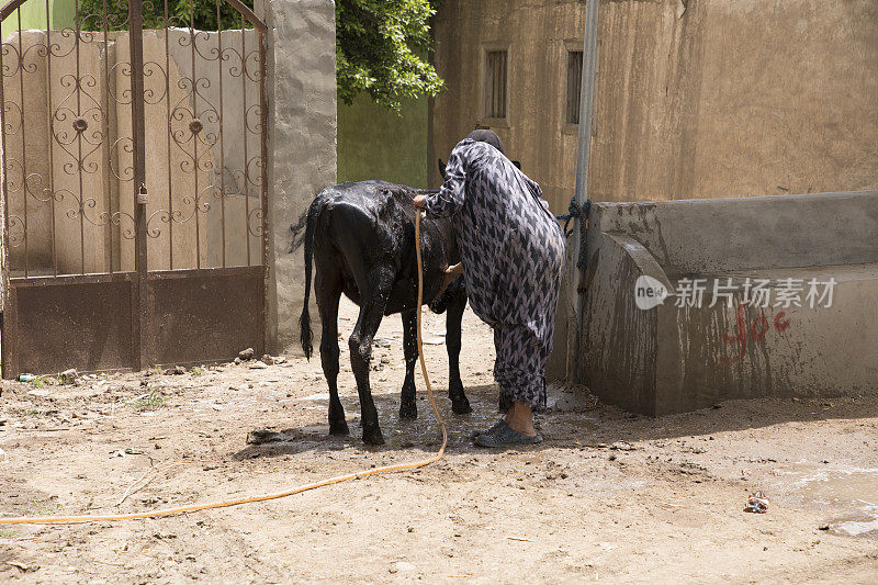在开罗附近的一个传统的埃及村庄里，一名妇女正在给奶牛洗澡