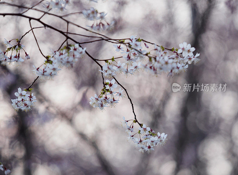 春天樱花盛开