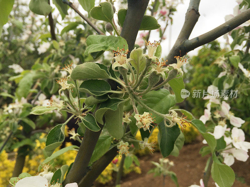 苹果树枝上的苹果花