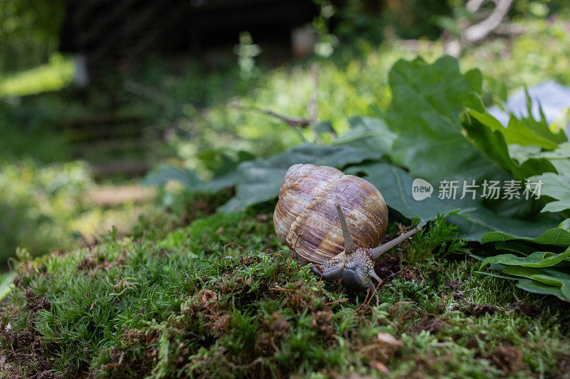 在苔藓上爬行的森林蜗牛的特写照片。