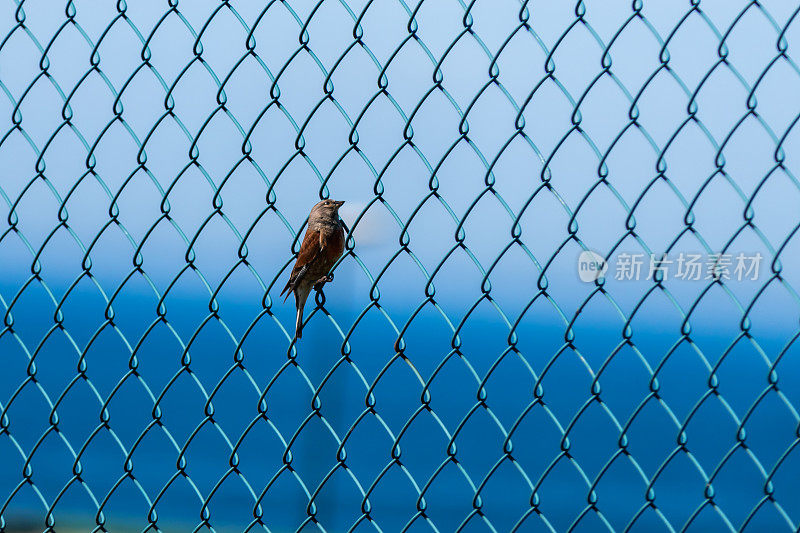 栅栏网上的小鸟
