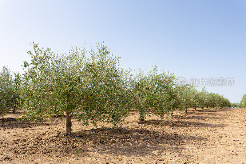 橄榄树在耕过的干净土地上。埃斯特雷马杜拉。西班牙。