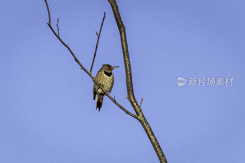 一只名叫北闪鸟的啄木鸟栖息在加拿大不列颠哥伦比亚省三角洲的一棵树上