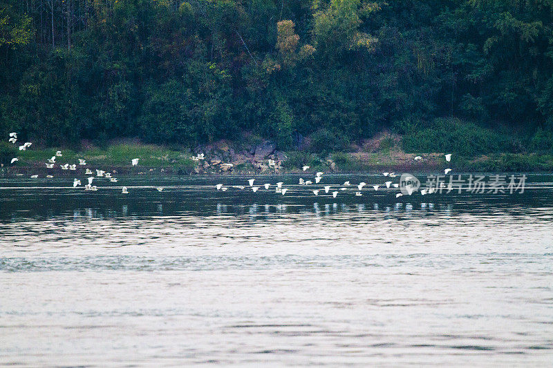 许多泰国鹤在湄公河上空飞翔