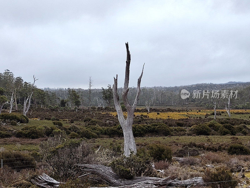 摇篮山-圣克莱尔湖国家公园的森林，塔斯马尼亚